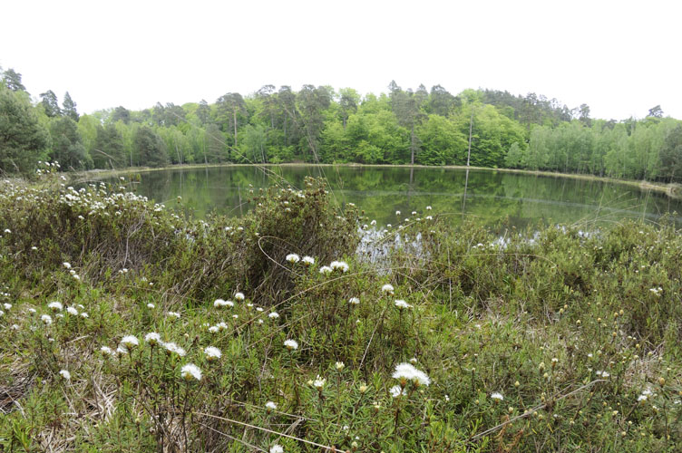 Teufelssee mit Blüten
